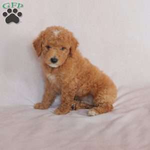 Star, Miniature Poodle Puppy