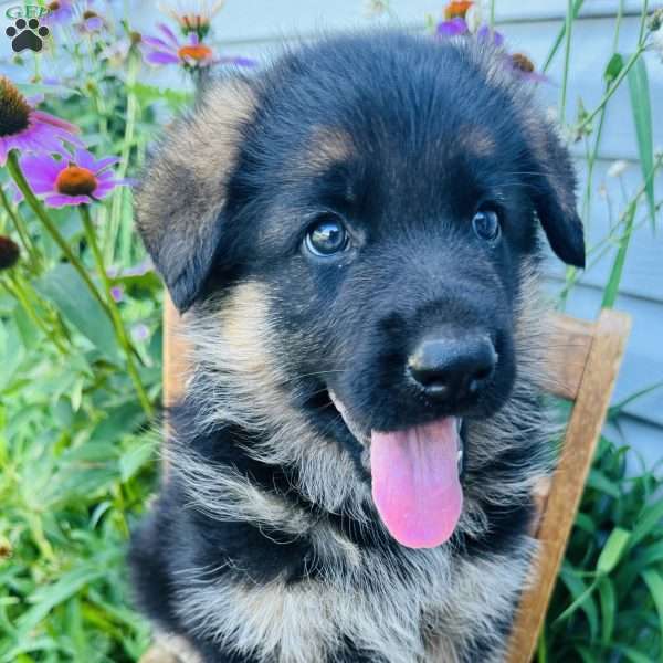 Max, German Shepherd Puppy