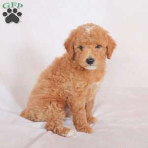Star, Miniature Poodle Puppy