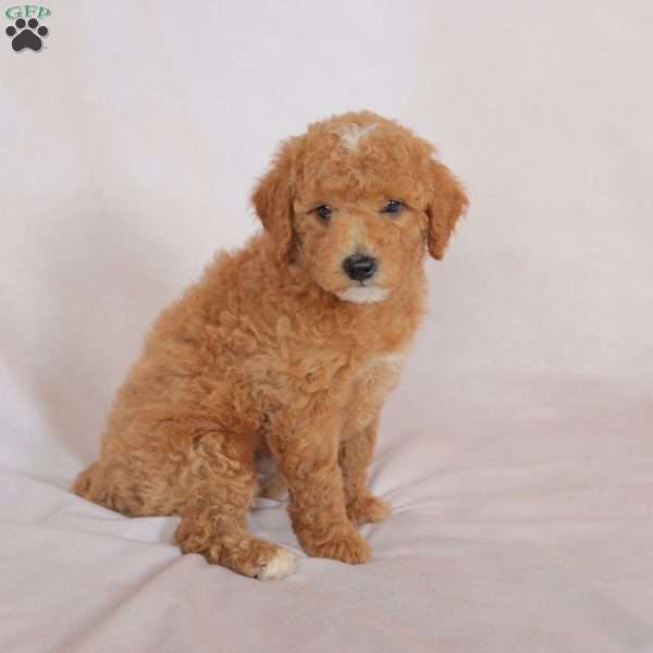 Star, Miniature Poodle Puppy