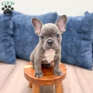 Misty, French Bulldog Puppy