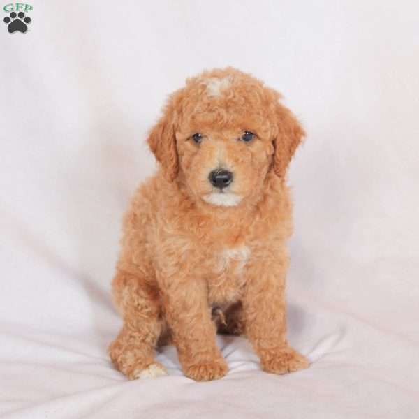 Star, Miniature Poodle Puppy