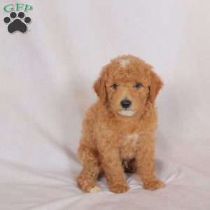 Star, Miniature Poodle Puppy