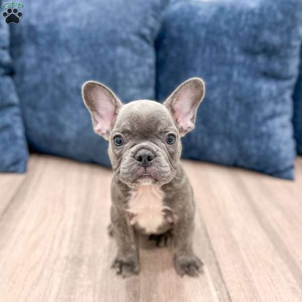 Misty, French Bulldog Puppy