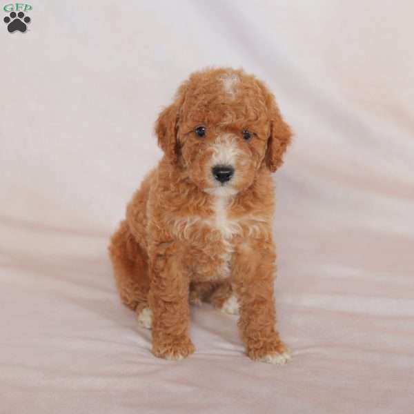 Melon, Miniature Poodle Puppy