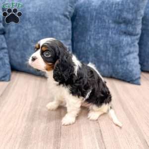 King, Cavalier King Charles Spaniel Puppy