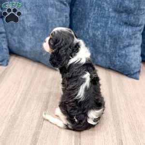 King, Cavalier King Charles Spaniel Puppy