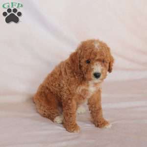 Melon, Miniature Poodle Puppy