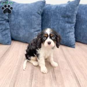 King, Cavalier King Charles Spaniel Puppy