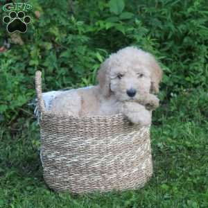 Honey, Standard Poodle Puppy
