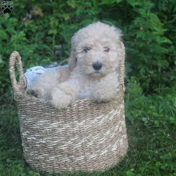 Honey, Standard Poodle Puppy