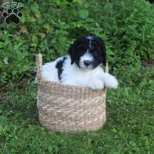 King, Standard Poodle Puppy