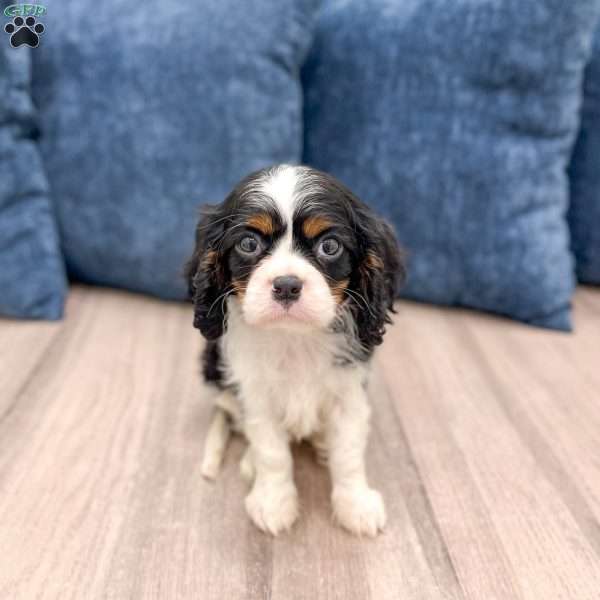 King, Cavalier King Charles Spaniel Puppy