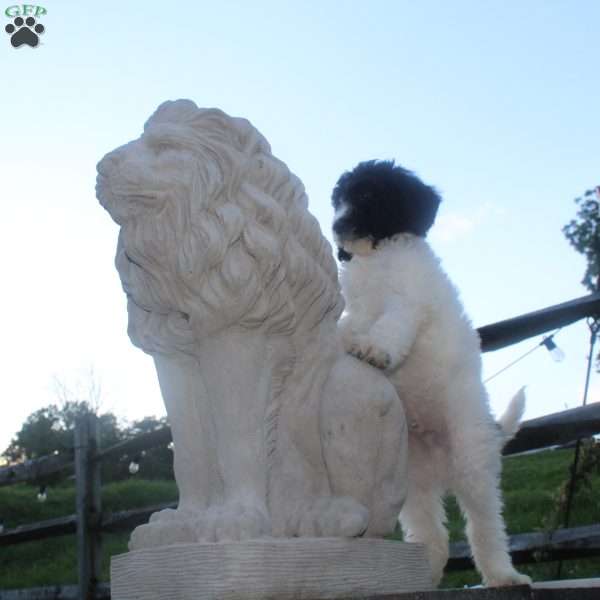 King, Standard Poodle Puppy
