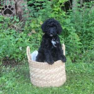 Prada, Standard Poodle Puppy