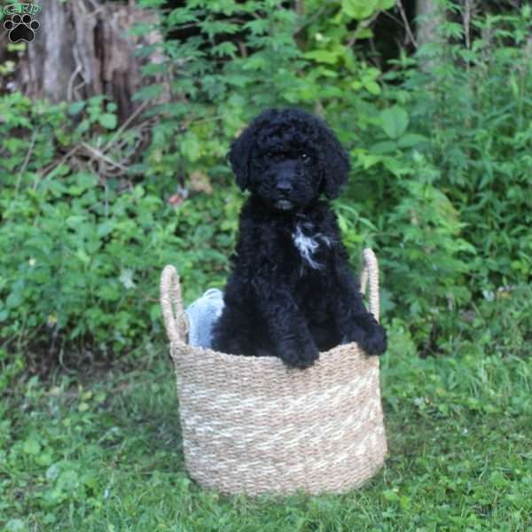 Prada, Standard Poodle Puppy