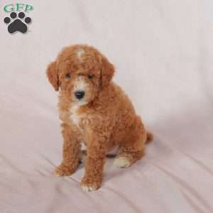 Melon, Miniature Poodle Puppy