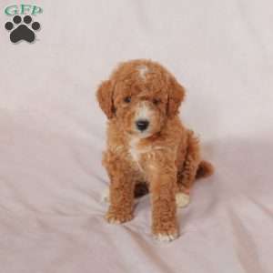 Melon, Miniature Poodle Puppy