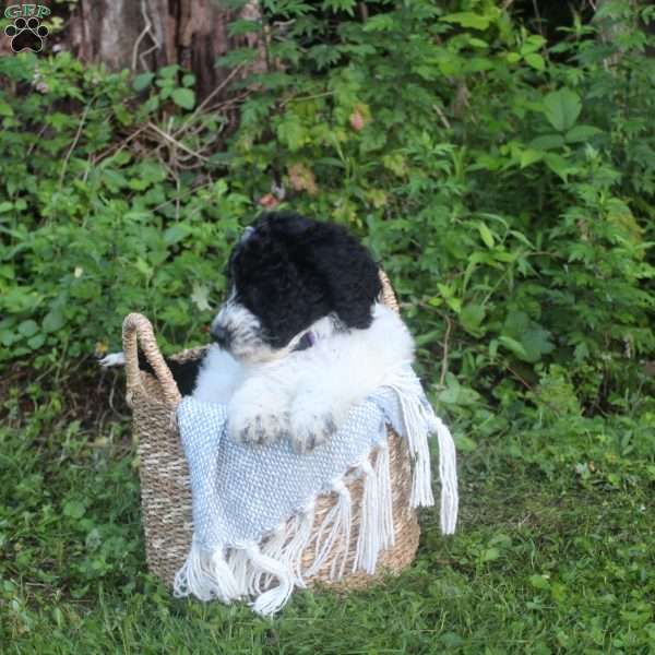 Queen, Standard Poodle Puppy