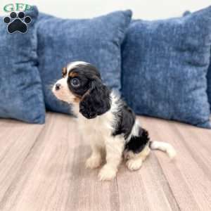 Rover, Cavalier King Charles Spaniel Puppy