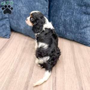 Rover, Cavalier King Charles Spaniel Puppy