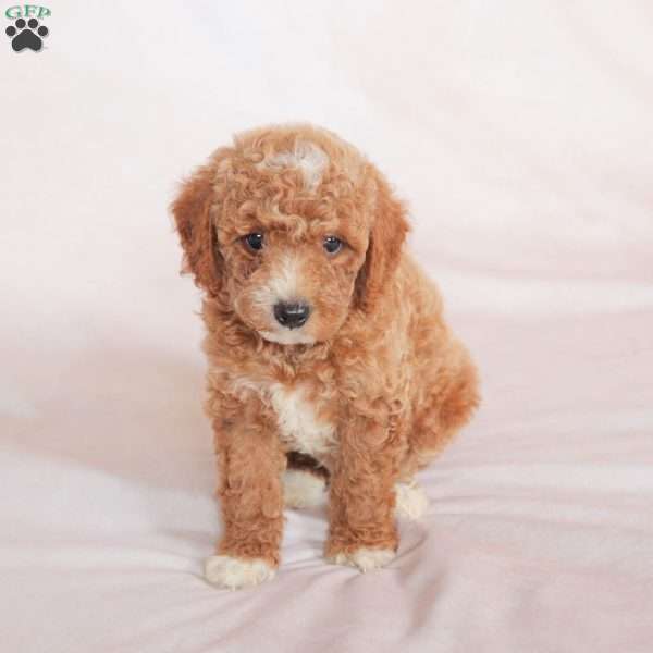 Tiger, Miniature Poodle Puppy