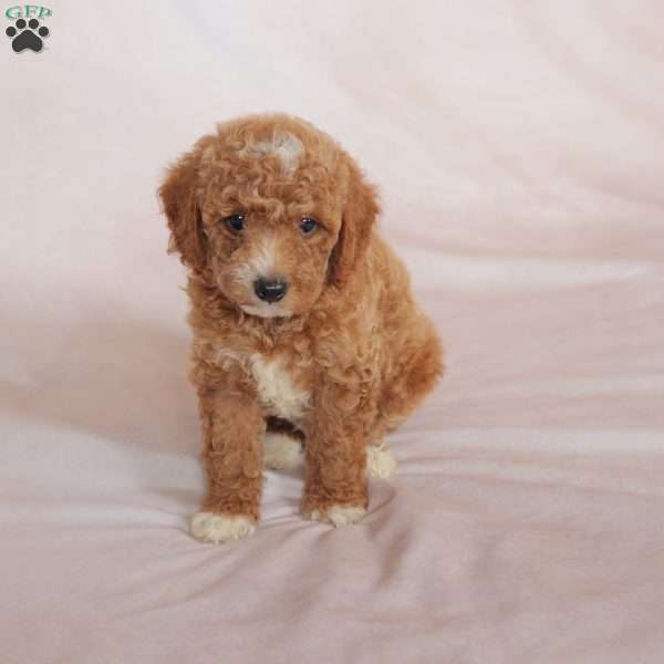 Tiger, Miniature Poodle Puppy