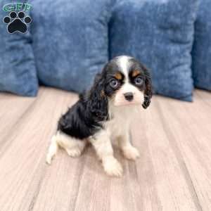 Rover, Cavalier King Charles Spaniel Puppy