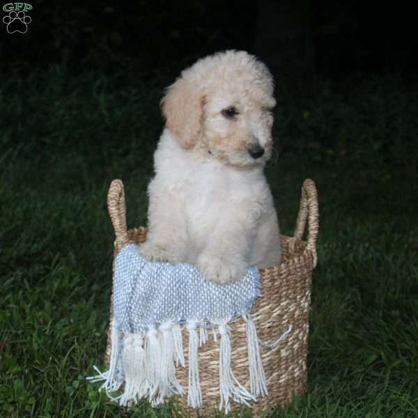 Tanner, Standard Poodle Puppy