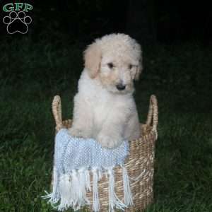Tanner, Standard Poodle Puppy