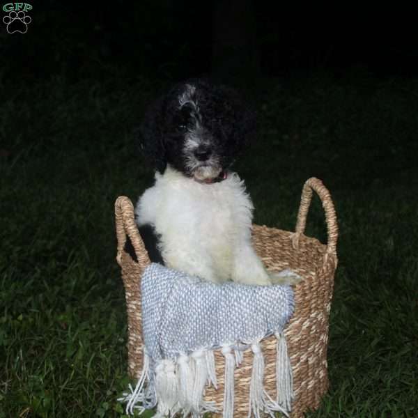 Georgie, Standard Poodle Puppy