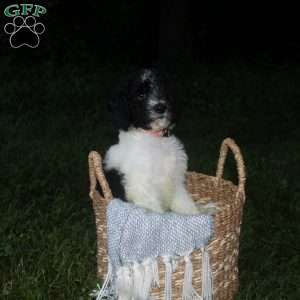 Georgie, Standard Poodle Puppy