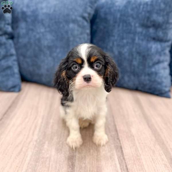 Rover, Cavalier King Charles Spaniel Puppy