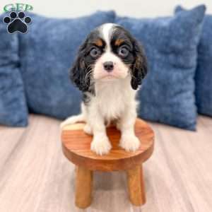 Rover, Cavalier King Charles Spaniel Puppy
