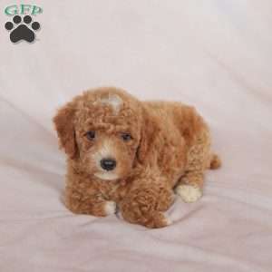 Tiger, Miniature Poodle Puppy