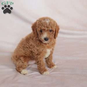Tiger, Miniature Poodle Puppy