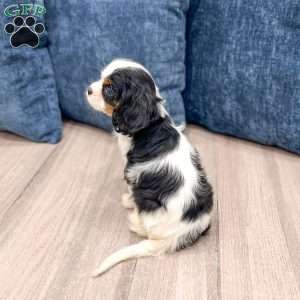 Amanda, Cavalier King Charles Spaniel Puppy