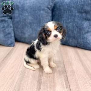 Amanda, Cavalier King Charles Spaniel Puppy