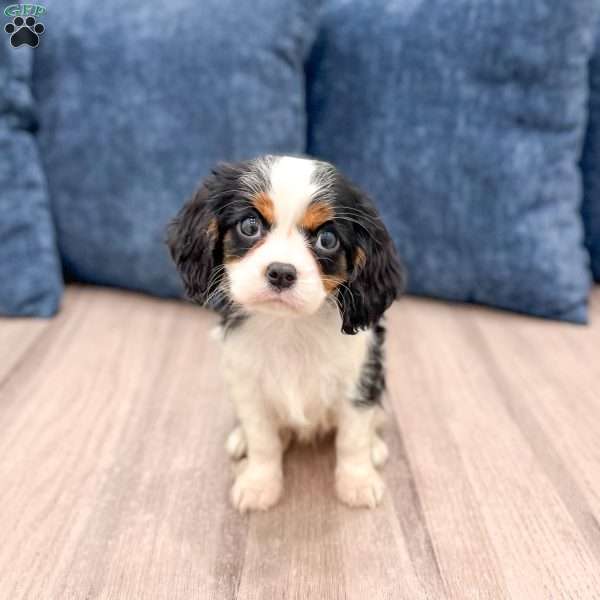 Amanda, Cavalier King Charles Spaniel Puppy