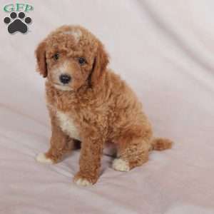 Tiger, Miniature Poodle Puppy
