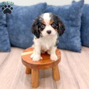 Amanda, Cavalier King Charles Spaniel Puppy