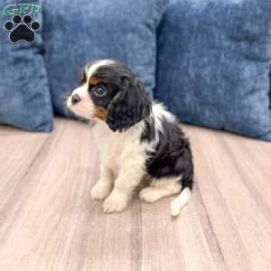 Bruno, Cavalier King Charles Spaniel Puppy