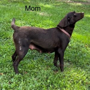 mom