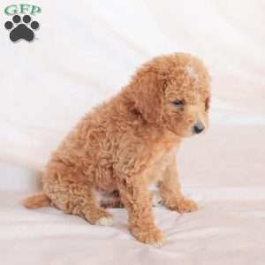 Rex, Miniature Poodle Puppy