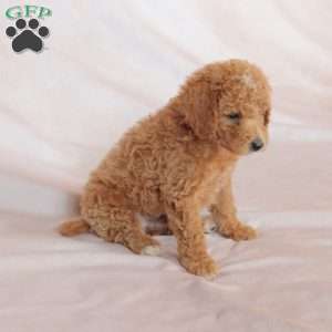 Rex, Miniature Poodle Puppy