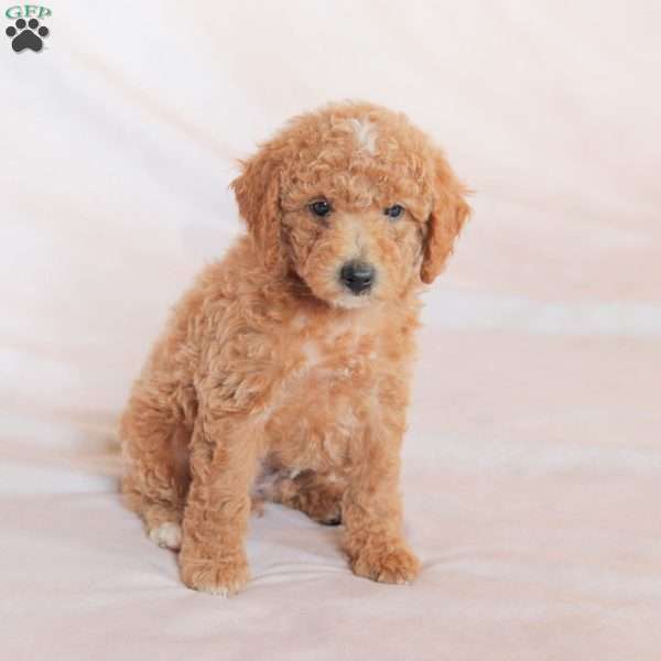 Rex, Miniature Poodle Puppy