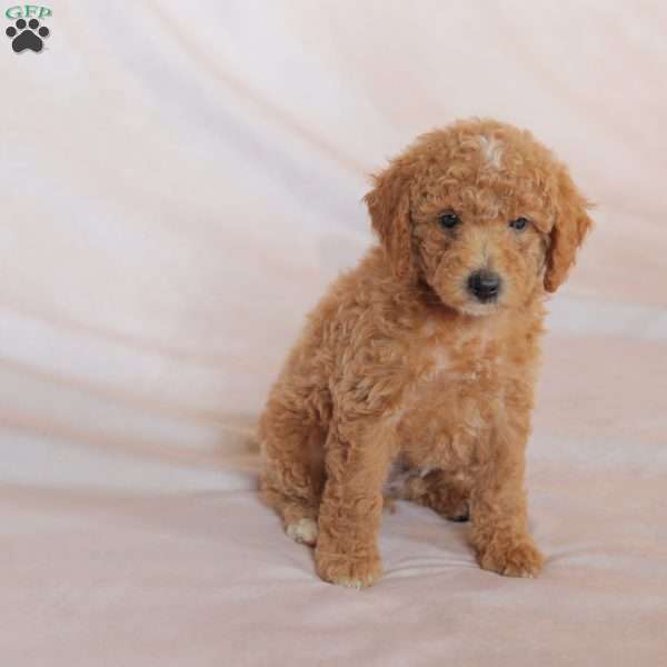 Rex, Miniature Poodle Puppy