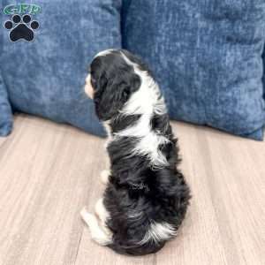 Bruno, Cavalier King Charles Spaniel Puppy