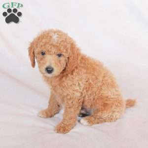 Rex, Miniature Poodle Puppy