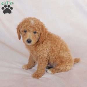 Rex, Miniature Poodle Puppy